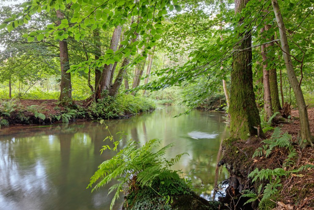 Landschaftsaufnahme eines Flusslauf in einem Wald im Liefergebiet Ludwigslust-Parchim